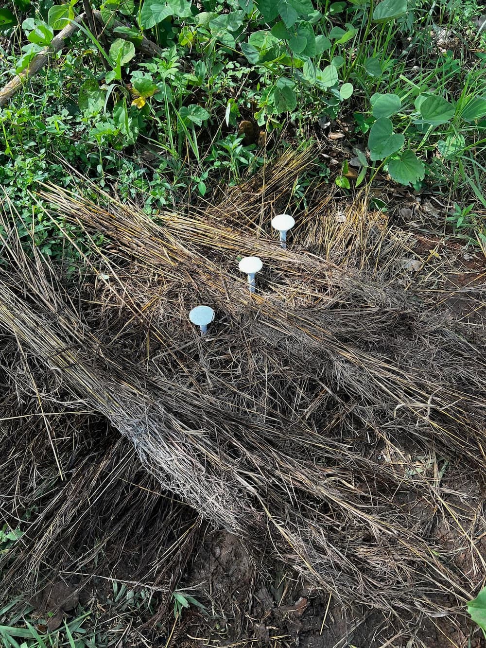 Three soil moisture sensors in soil
