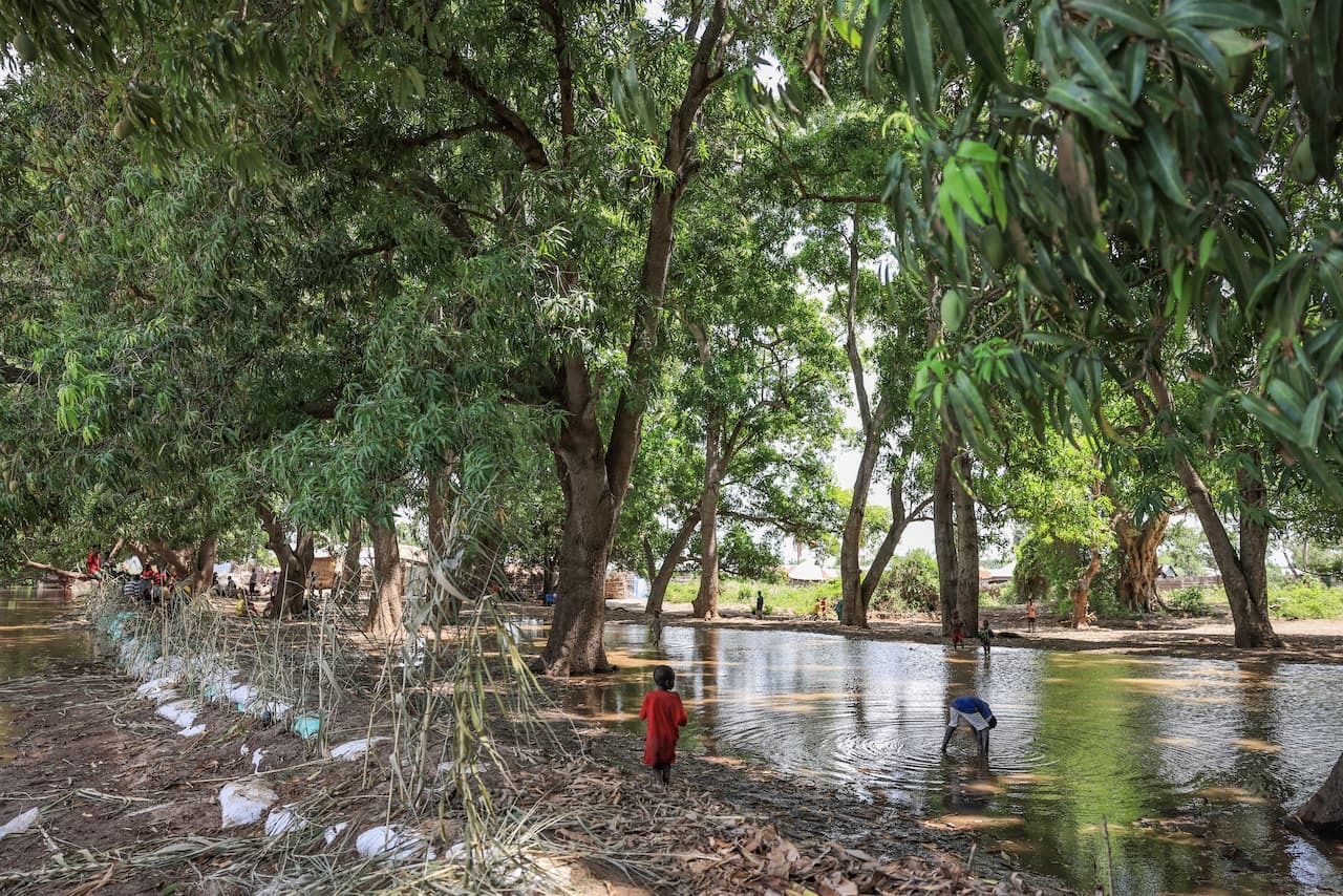 River under trees