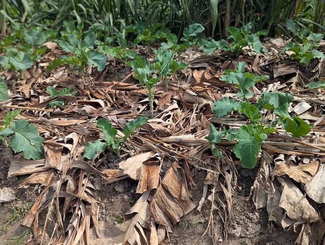 Mulch around plants